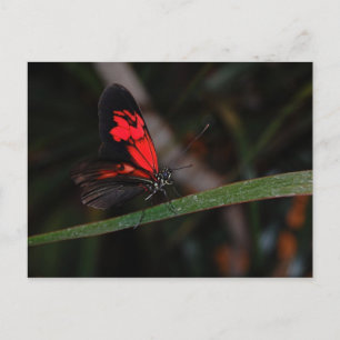 Briefkaart van vlinder