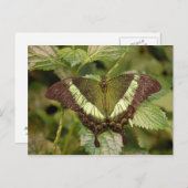 Briefkaart van vlinder (Voorkant / Achterkant)