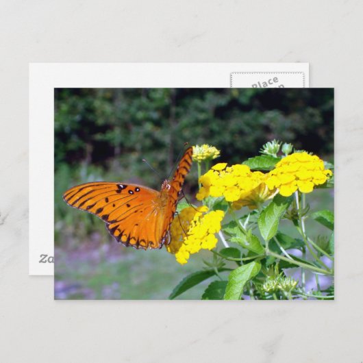 Briefkaart van vlinder (Voorkant / Achterkant)