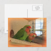 Briefkaart van vogels (Voorkant / Achterkant)