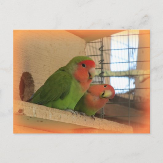 Briefkaart van vogels (Voorkant)