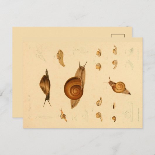  Briefkaart van weekdieren en slakken (Voorkant / Achterkant)