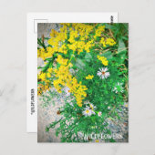 Briefkaart van wilde bloemen (Voorkant / Achterkant)