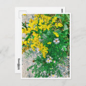 Briefkaart van wilde bloemen (Voorkant / Achterkant)