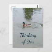 Briefkaart van wilde eenden (Voorkant / Achterkant)