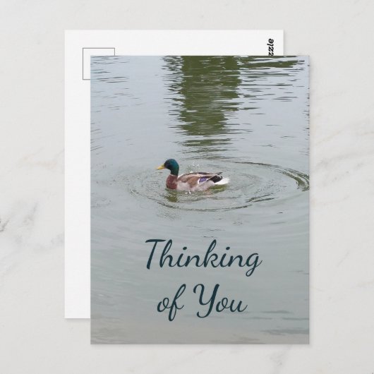 Briefkaart van wilde eenden (Voorkant / Achterkant)