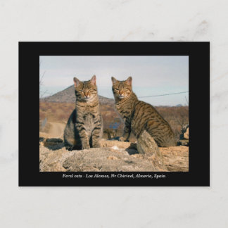 Briefkaart van wilde katten - Los Alamos Nr Chiriv