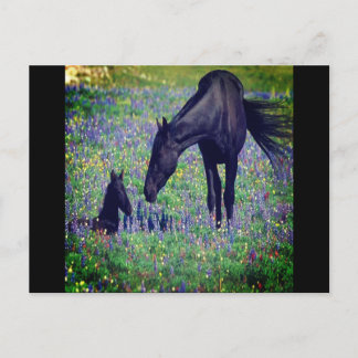 Briefkaart van wilde paarden