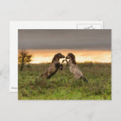 Briefkaart van wilde paarden (Voorkant / Achterkant)