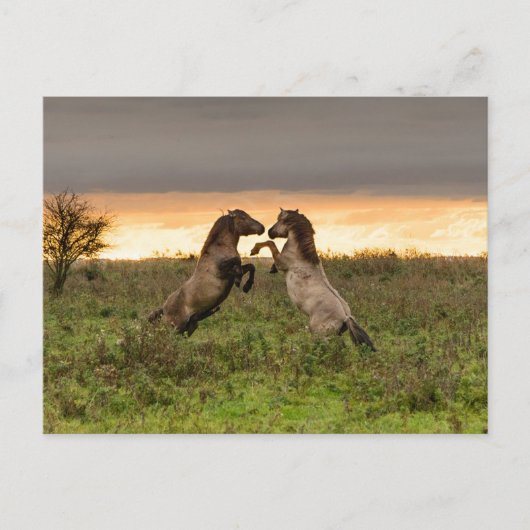 Briefkaart van wilde paarden (Voorkant)