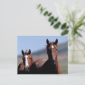 Briefkaart van wilde paarden (Staand voorkant)