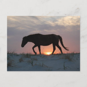 Briefkaart van wilde paarden, Briefkaart van het e