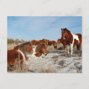 Briefkaart van wilde paarden, Briefkaart van het e