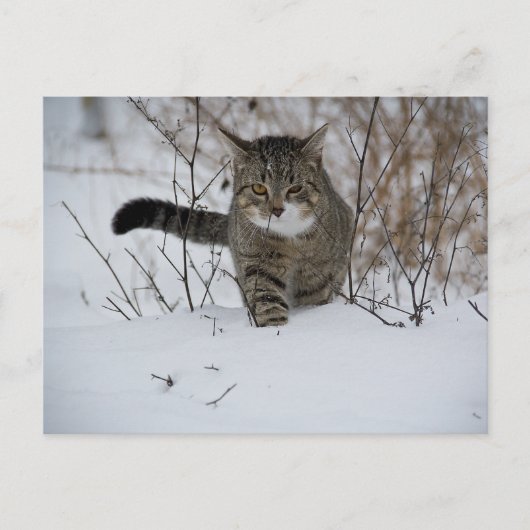 briefkaart van winterkatten (Voorkant)