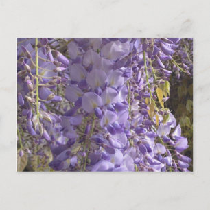 Briefkaart van Wisteria