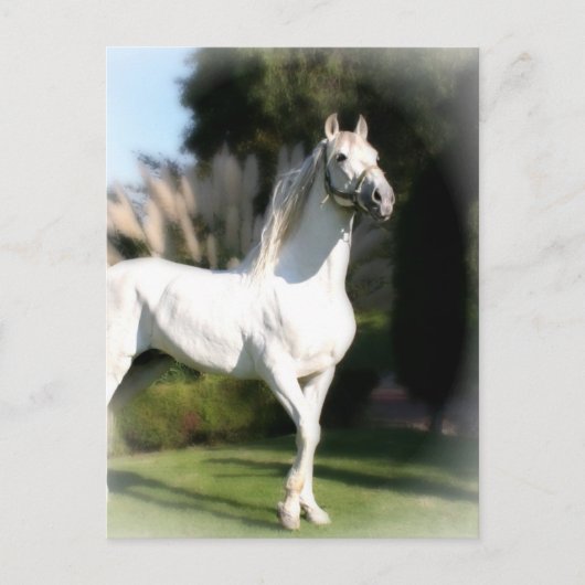Briefkaart van witte paarden (Voorkant)