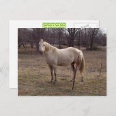 Briefkaart van witte paarden (Voorkant / Achterkant)