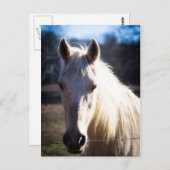 Briefkaart van witte paarden (Voorkant / Achterkant)