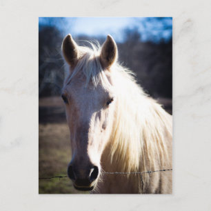 Briefkaart van witte paarden