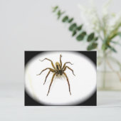 Briefkaart van Wolf Spider Male (Lycosidae) (Staand voorkant)