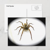 Briefkaart van Wolf Spider Male (Lycosidae) (Voorkant / Achterkant)