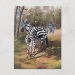 Briefkaart van Zebras