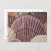 Briefkaart van zeeschelpen (Voorkant / Achterkant)