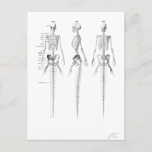 Briefkaart van zeeskelet (Voorkant)