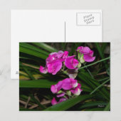 Briefkaart van zoete peul (Voorkant / Achterkant)