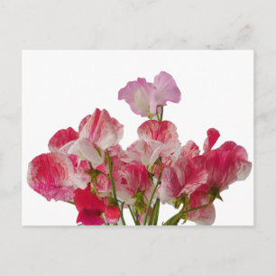 Briefkaart van zoete peuzenbloemen