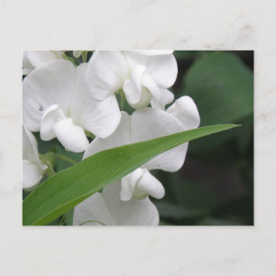 Briefkaart van zoete peuzenbloemen