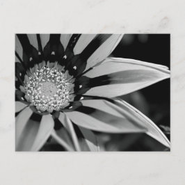 Briefkaart van zwarte en witte wilde bloemen