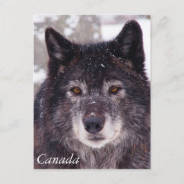 Briefkaart van zwarte wolf - Canada
