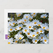 Briefkaart "veld vol madeliefjes" (Voorkant / Achterkant)