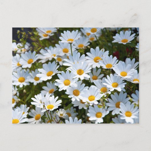 Briefkaart "veld vol madeliefjes" (Voorkant)