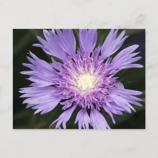 Briefkaart Violet Flower