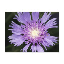 Briefkaart Violet Flower