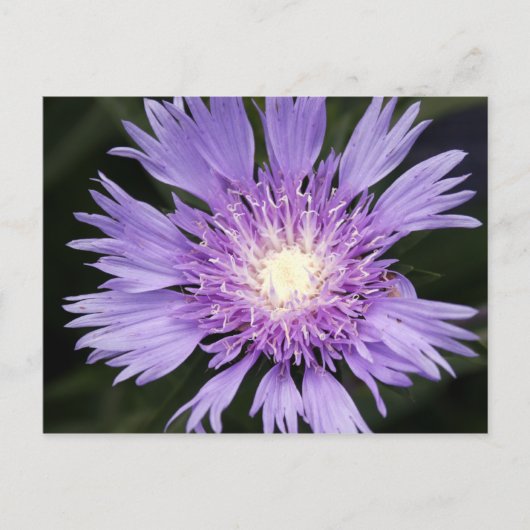 Briefkaart Violet Flower (Voorkant)