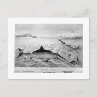 Briefkaart visharedissen