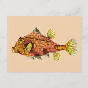 briefkaart visschroot