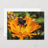 briefkaart - Voeding in Calendula (Voorkant / Achterkant)