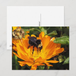 briefkaart - Voeding in Calendula