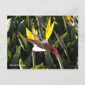 Briefkaart, Vogel van het Paradijs Briefkaart (Voorkant)