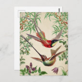 Briefkaart  vogelillustratie (Voorkant / Achterkant)