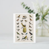  BRIEFKAART VOGELS (Staand voorkant)