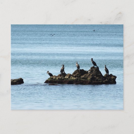 Briefkaart vogels (Voorkant)