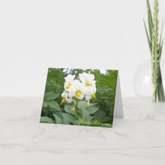 briefkaart voor aardappelbloesems