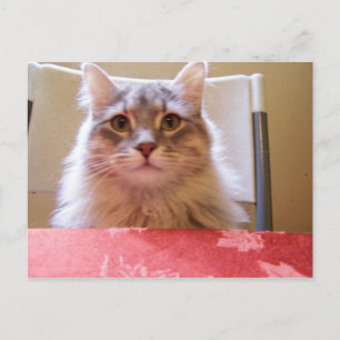Briefkaart voor avonturen van Raisin