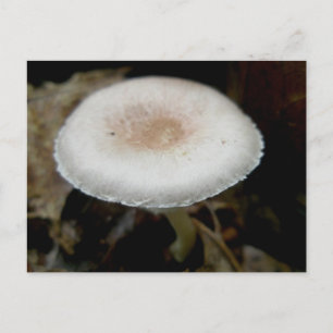 Briefkaart voor champignons en roam