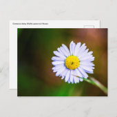 Briefkaart voor dagbloem (Voorkant / Achterkant)